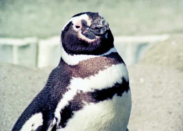 動物図鑑・マゼランペンギン